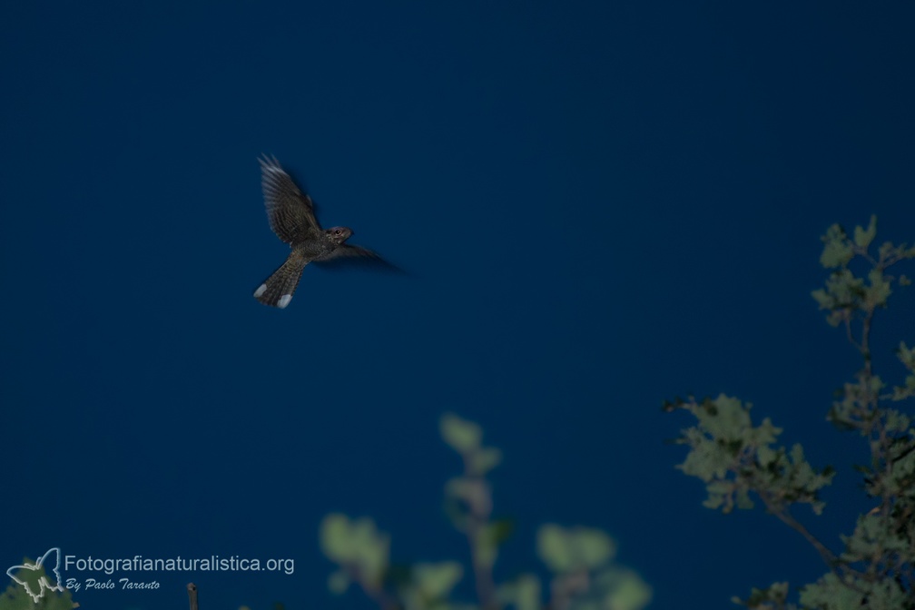 rapaci notturni fotografia naturalistica owls nature photography (22)