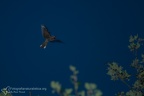 rapaci notturni fotografia naturalistica owls nature photography (22)