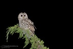 rapaci notturni fotografia naturalistica owls nature photography (21)