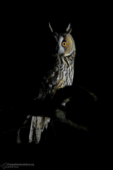 rapaci notturni fotografia naturalistica owls nature photography (23).jpg