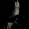 rapaci notturni fotografia naturalistica owls nature photography (23)