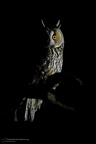 rapaci notturni fotografia naturalistica owls nature photography (23)