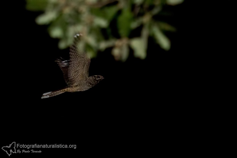 rapaci notturni fotografia naturalistica owls nature photography (24).jpg