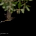 rapaci notturni fotografia naturalistica owls nature photography (24)