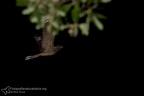 rapaci notturni fotografia naturalistica owls nature photography (24)