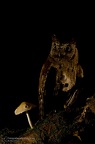 rapaci notturni fotografia naturalistica owls nature photography (25)