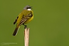 Portfolio Uccelli - Birds Photography