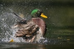 uccelli acquatici fotografia naturalistica - waterbirds nature photography (1)