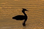 uccelli acquatici fotografia naturalistica - waterbirds nature photography (2)