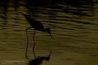uccelli acquatici fotografia naturalistica - waterbirds nature photography (7)