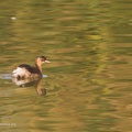 uccelli acquatici fotografia naturalistica - waterbirds nature photography (9)