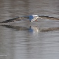 uccelli acquatici fotografia naturalistica - waterbirds nature photography (13)