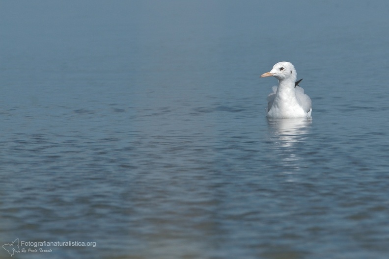 uccelli acquatici fotografia naturalistica - waterbirds nature photography (14).jpg