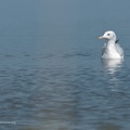 uccelli acquatici fotografia naturalistica - waterbirds nature photography (14)