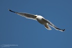 uccelli acquatici fotografia naturalistica - waterbirds nature photography (16)