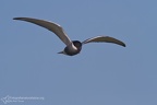uccelli acquatici fotografia naturalistica - waterbirds nature photography (21)