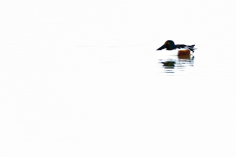 uccelli acquatici fotografia naturalistica - waterbirds nature photography (23).jpg