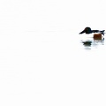 uccelli acquatici fotografia naturalistica - waterbirds nature photography (23)
