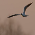 uccelli acquatici fotografia naturalistica - waterbirds nature photography (22)