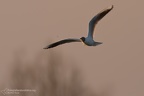 uccelli acquatici fotografia naturalistica - waterbirds nature photography (22)