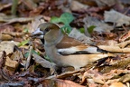 frosone coccothraustes hawfinch kernbeisser pepitero comun%20(29)